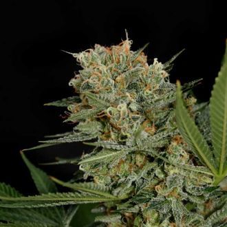 Sweet Russian (Garden of Green) Feminiserade