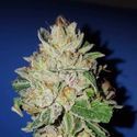 Violet Kush (Garden of Green) Feminiserade