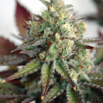 Critical 2.0 XL Auto (Garden of Green) feminiserade cannabisfr&ouml;n