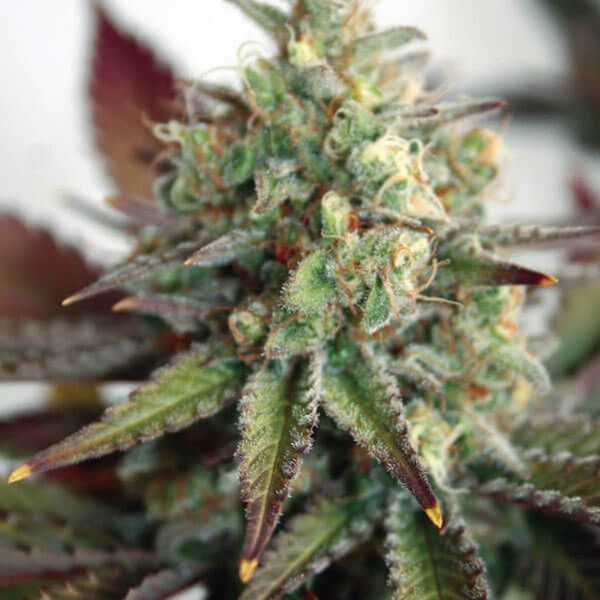 Critical 2.0 XL Auto (Garden of Green) Feminiserade