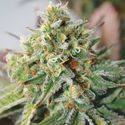 Critical XXL Auto (Garden of Green) Feminiserade