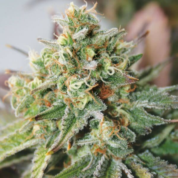Critical XXL Auto (Garden of Green) Feminiserade