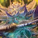 Girl Scout Cookies Auto (Garden of Green) Feminiserade