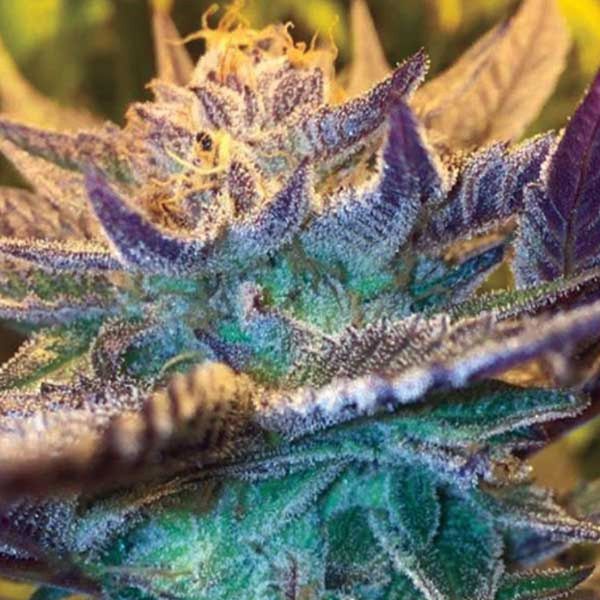 Girl Scout Cookies Auto (Garden of Green) Feminiserade
