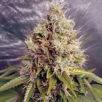 Kush Mass Auto (Garden of Green) Feminiserade