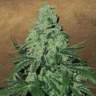 Super Skunk Auto (Garden of Green) feminiserade cannabisfr&ouml;n