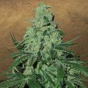 Super Skunk Auto (Garden of Green) Feminiserade