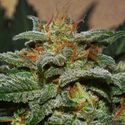 Sweetberry Cough Auto (Garden of Green) Feminiserade