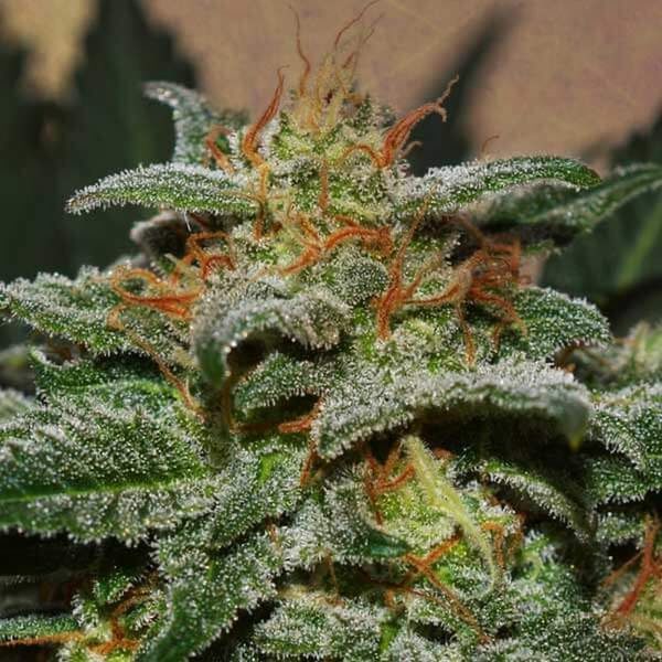 Sweetberry Cough Auto (Garden of Green) Feminiserade