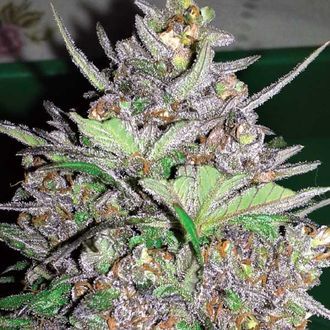 Violet Kush Auto (Garden of Green) Feminiserade