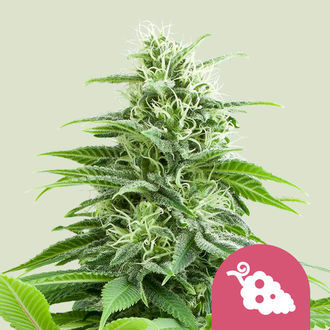 Fruit Spirit (Royal Queen Seeds) Feminiserade