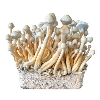 Rusty Whyte vätskekulturspruta (Acid Shroomz)