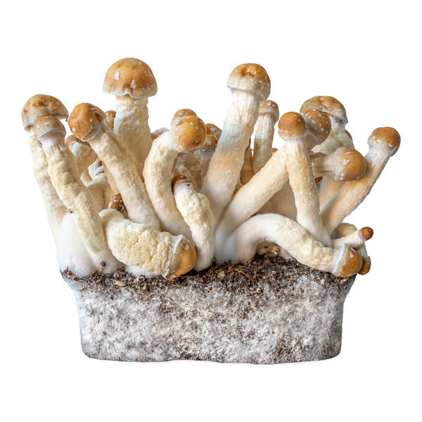 Penis Envy flytande kulturspruta (Acid Shroomz)