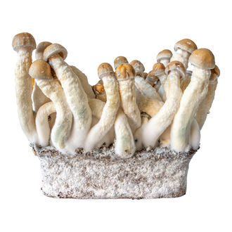Penis Envy flytande kulturspruta (Acid Shroomz)