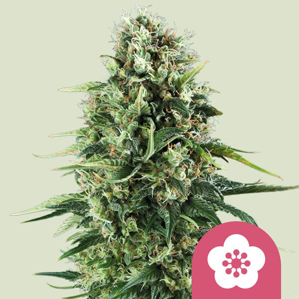 Power Flower (Royal Queen Seeds) Feminiserade