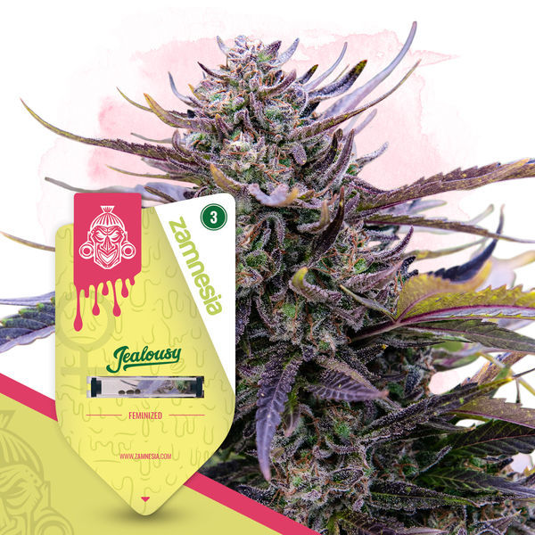 Legendariskt paket – Feminiserade sorter