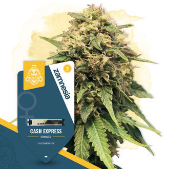 Canna-Curious Pack – Feminiserade sorter