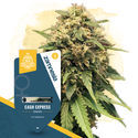 Canna-Curious Pack – Feminiserade sorter