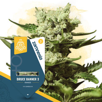 Terpene Dream Pack - Feminiserade sorter