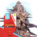 Terpene Dream Pack - Feminiserade sorter