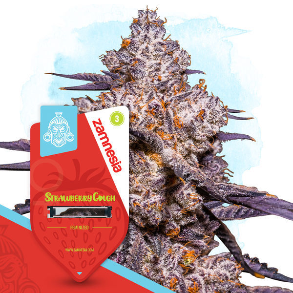 Terpene Dream Pack - Feminiserade sorter