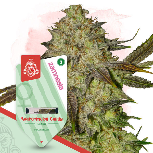 Kings of Kush-paket – Feminiserade sorter