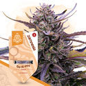 Kings of Kush-paket – Feminiserade sorter