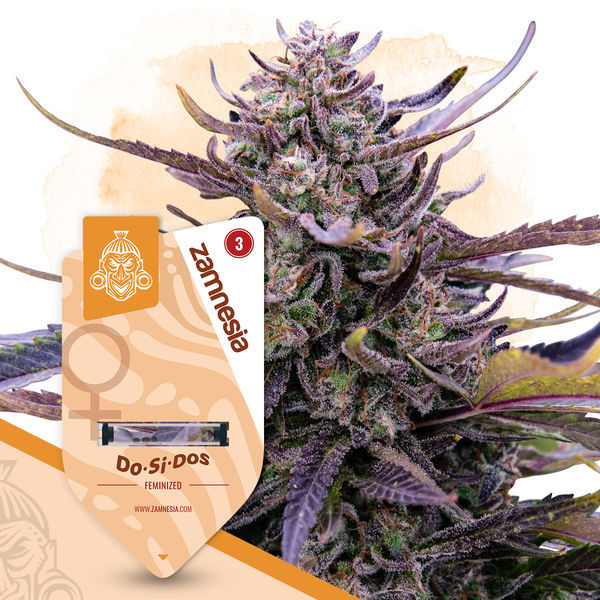 Kings of Kush-paket – Feminiserade sorter