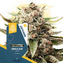 Super THC-pack – Feminiserade sorter
