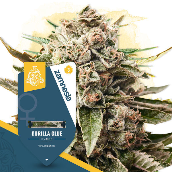 Super THC-pack – Feminiserade sorter