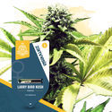 Super THC-pack – Feminiserade sorter