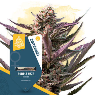 Hyllning till Haze-paketet – Feminiserade sorter
