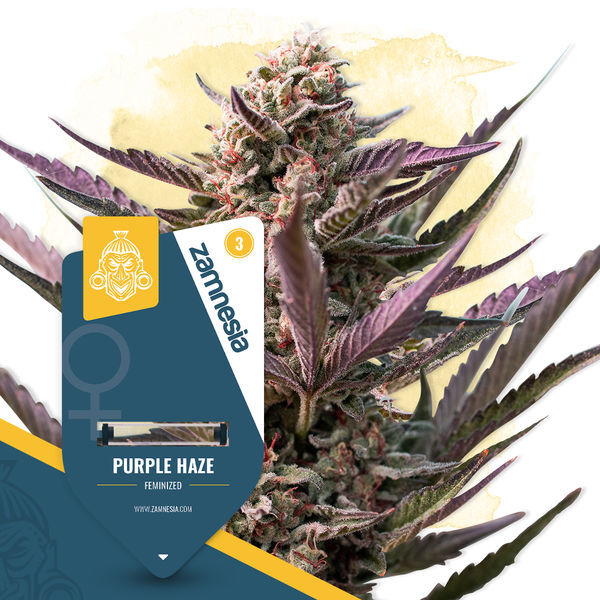 Hyllning till Haze-paketet – Feminiserade sorter