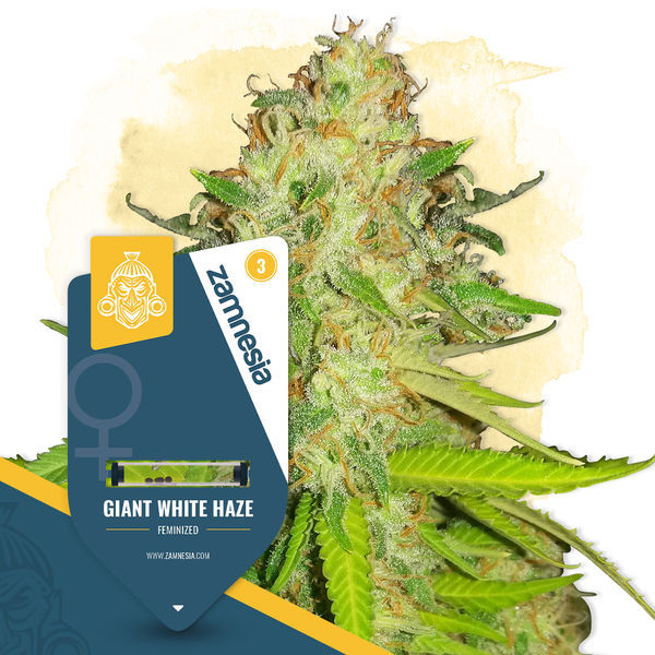 Hyllning till Haze-paketet – Feminiserade sorter