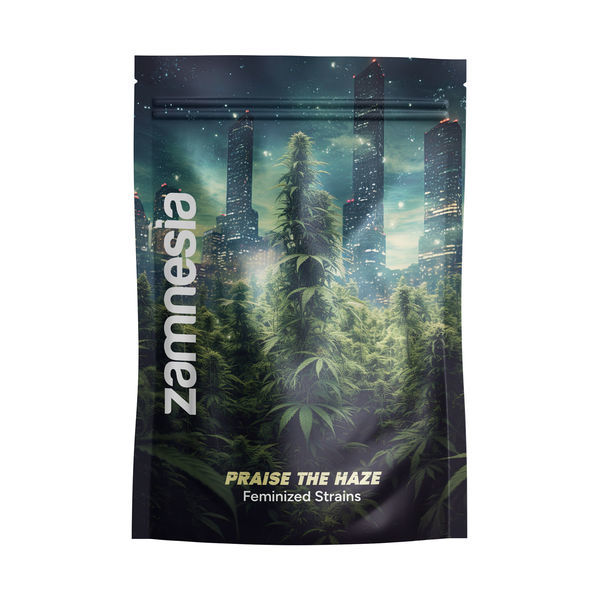 Hyllning till Haze-paketet – Feminiserade sorter