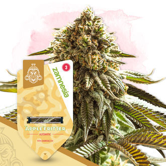 Fruktigt paket – Autoflower-sorter