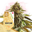 Fruktigt paket – Autoflower-sorter
