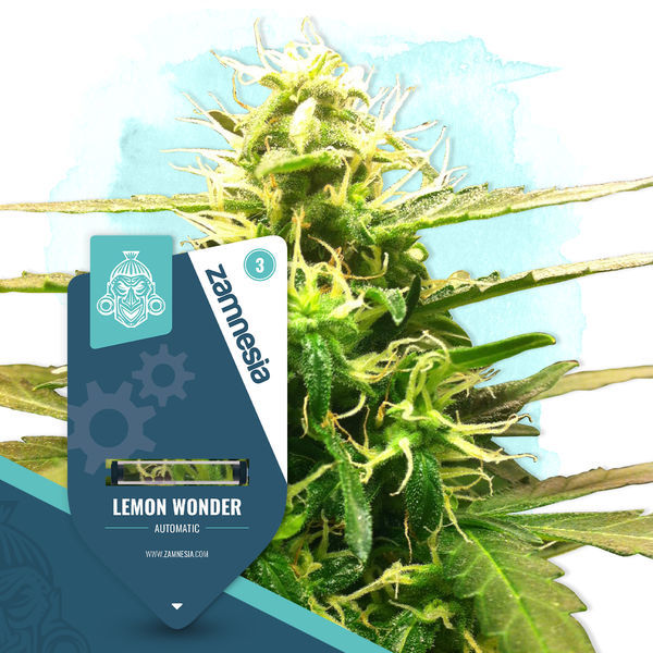 Fruktigt paket – Autoflower-sorter