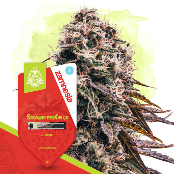 Fruktigt paket – Autoflower-sorter