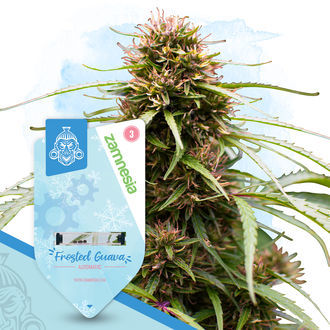 Fruktigt paket – Autoflower-sorter