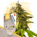 Caramel Cake Pack – Autoflower-sorter