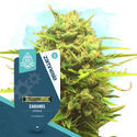 Caramel Cake Pack – Autoflower-sorter