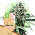 Legendary Pack – Autoflower-sorter