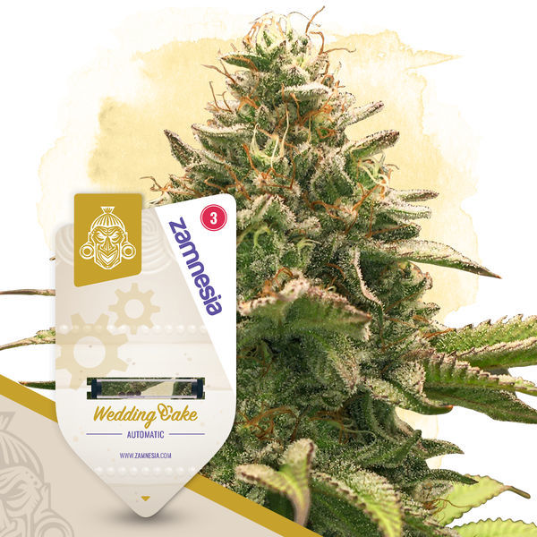 Snabbresultatpaket – Autoflower-sorter