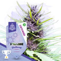 Coffeeshop Classics Pack – Autoflower-sorter