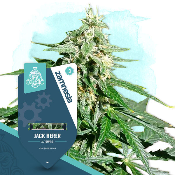 Coffeeshop Classics Pack – Autoflower-sorter