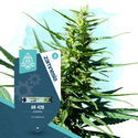Coffeeshop Classics Pack – Autoflower-sorter