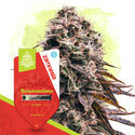 Terpendrömpaket – Autoflower-sorter