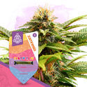 Candy Shop Pack – Autoflower-sorter