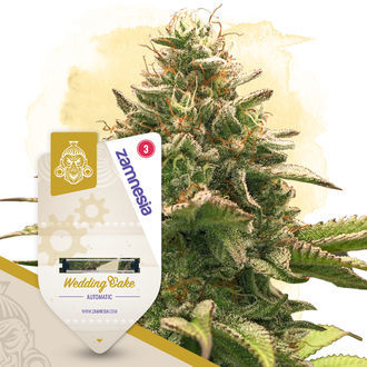 Kings of Kush-paketet – Autoflower-sorter